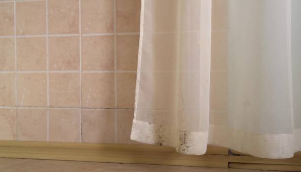 Best Mold-Related Health Consultation  in Kingsbury, NV