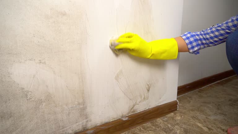 Best Mold Damage Restoration  in Kingsbury, NV
