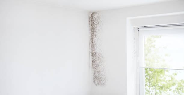 Kingsbury, NV Mold Removal Company