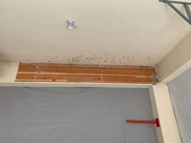 Mold Documentation for Insurance Claims in Kingsbury, NV