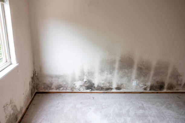 Best Mold Damage Restoration  in Kingsbury, NV